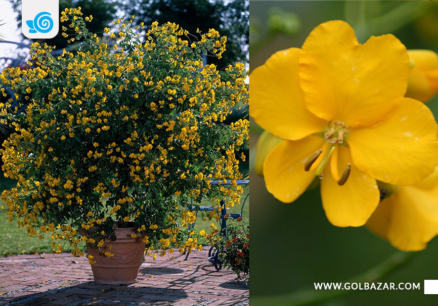 عکس گل یاس پهلوی