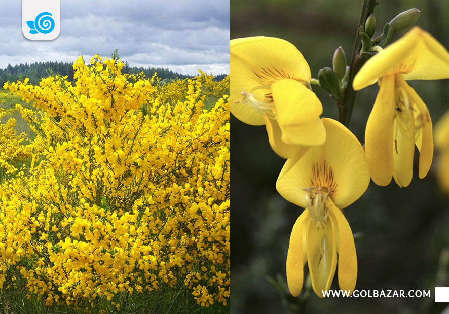 انواع گل یاس- یاس پرطاووسی