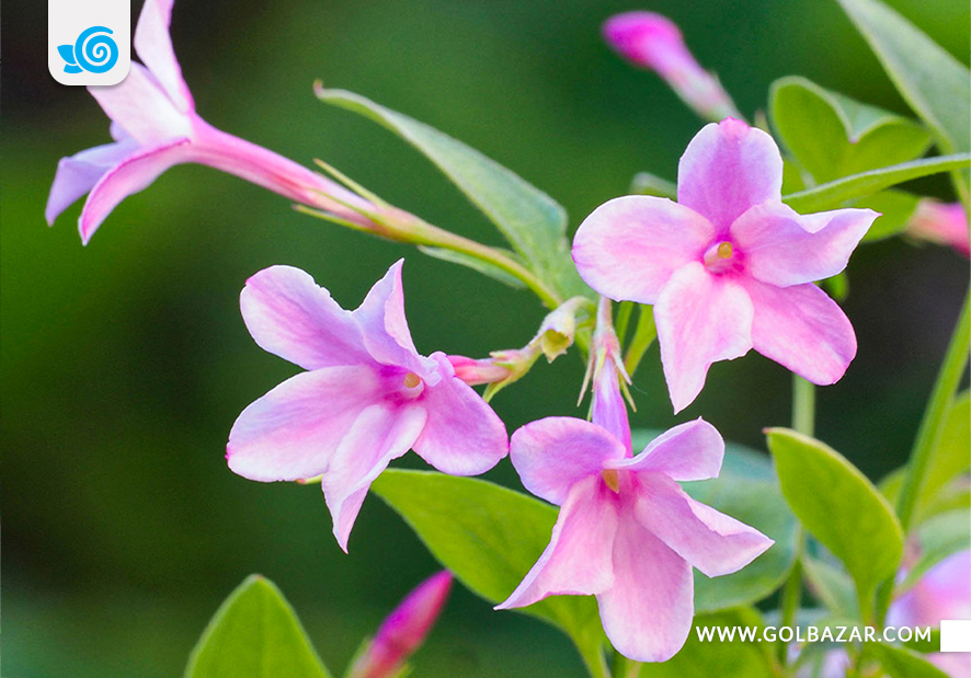 انواع گل یاس رنگی