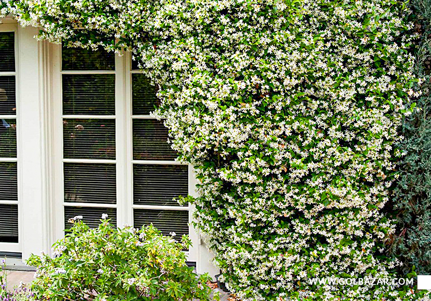 انواع گل یاس رونده