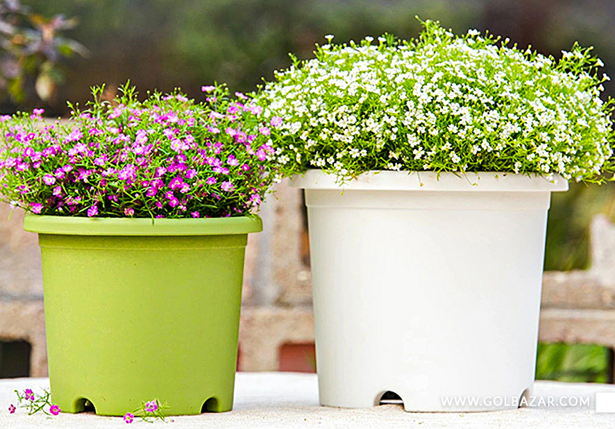 انواع گل یاس