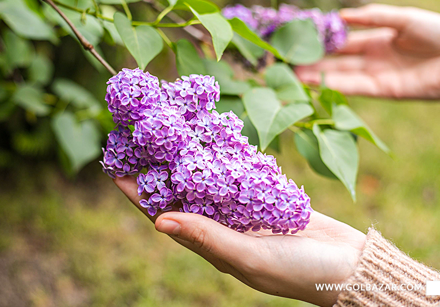 انواع گل یاس ایرانی