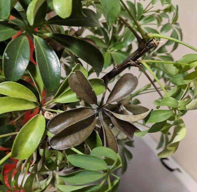 سیاه شدن برگ های گل شفلرا