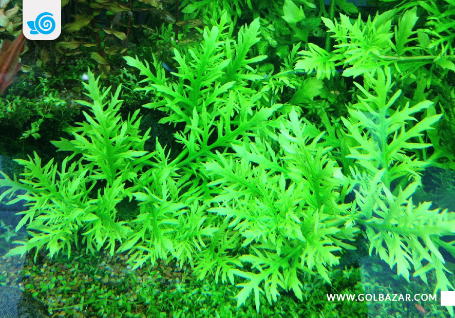 گیاه آبزی آکواریوم - ویستریا آبی