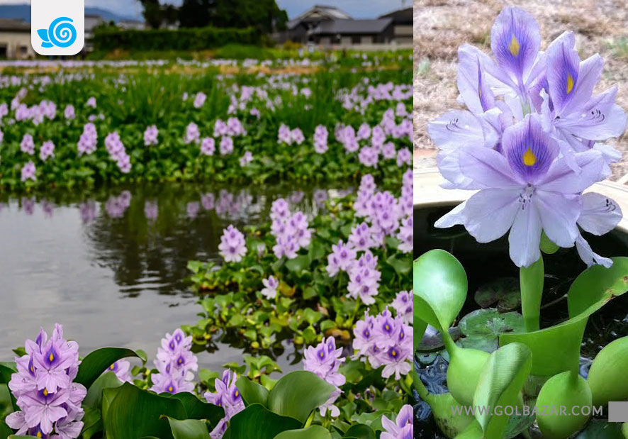 گیاهان آبزی-سنبل آبی