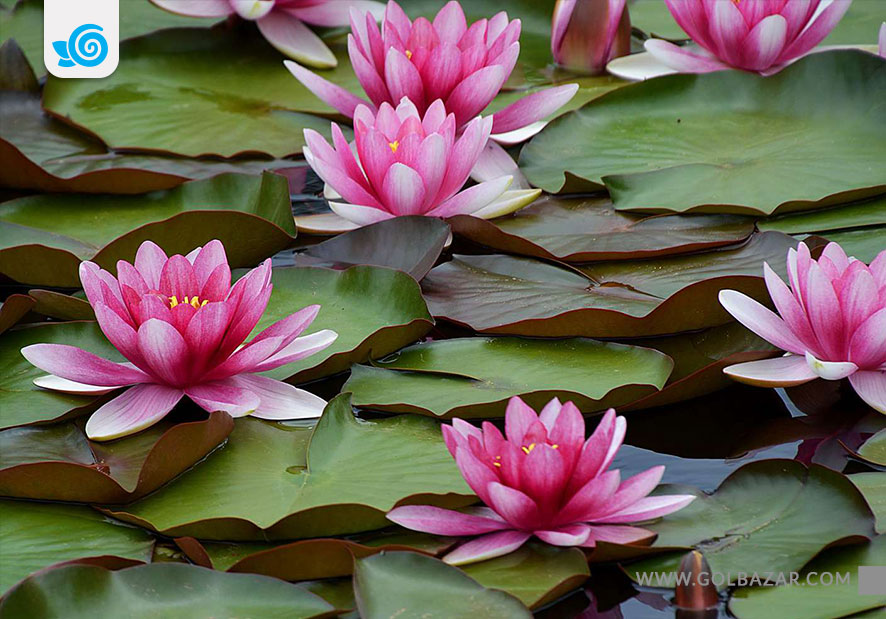 گیاه آبزی نیلوفر آبی