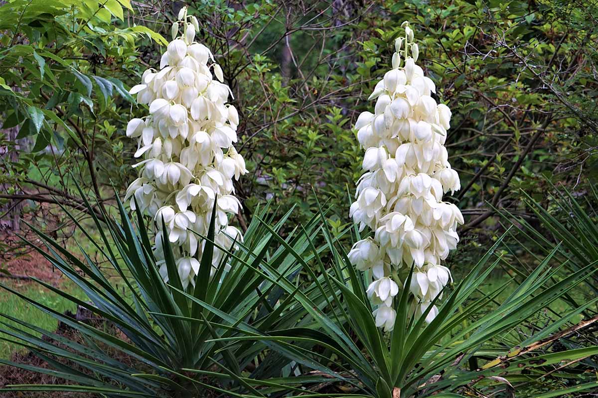 روش های نگهداری گل یوکا