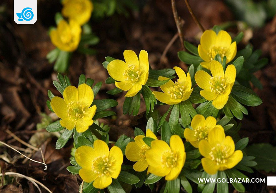 گل مناسب کاشت در زمستان-گل بهار
