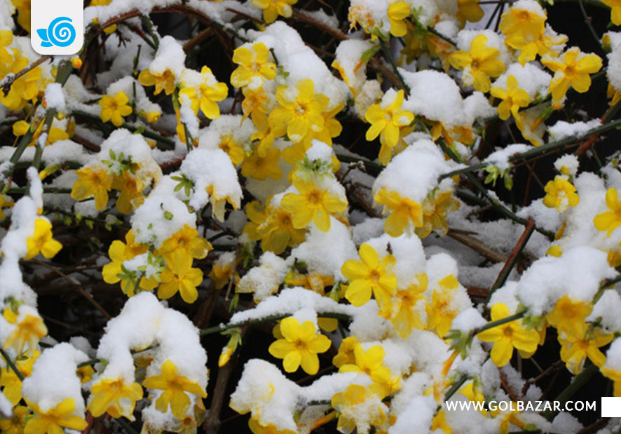 گل زمستانی حیاطی-گل یاسمن زمستانه