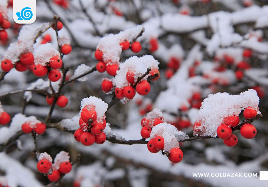 گل های زمستانی-پیراکانتا