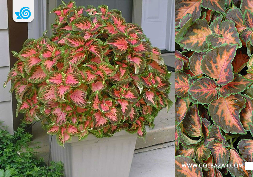 گل حسن یوسف ویزارد مرجانی