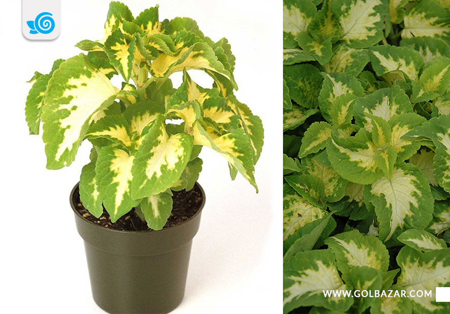 انواع گل حسن یوسف - ویزاد یشمی