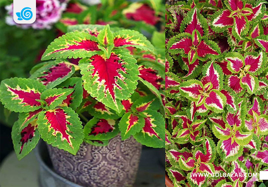 انواع حسن یوسف