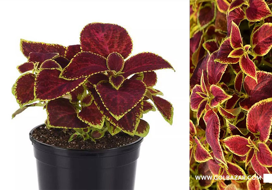 حسن یوسف اسکارلت ویزارد