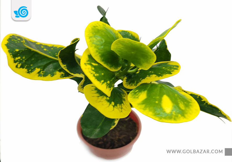 انواع گل کروتون