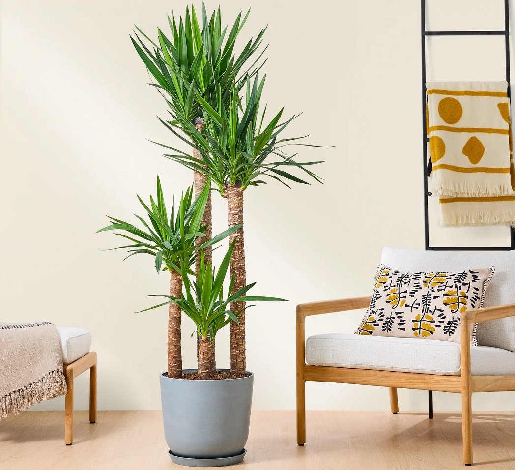 گیاه برگ سوزنی