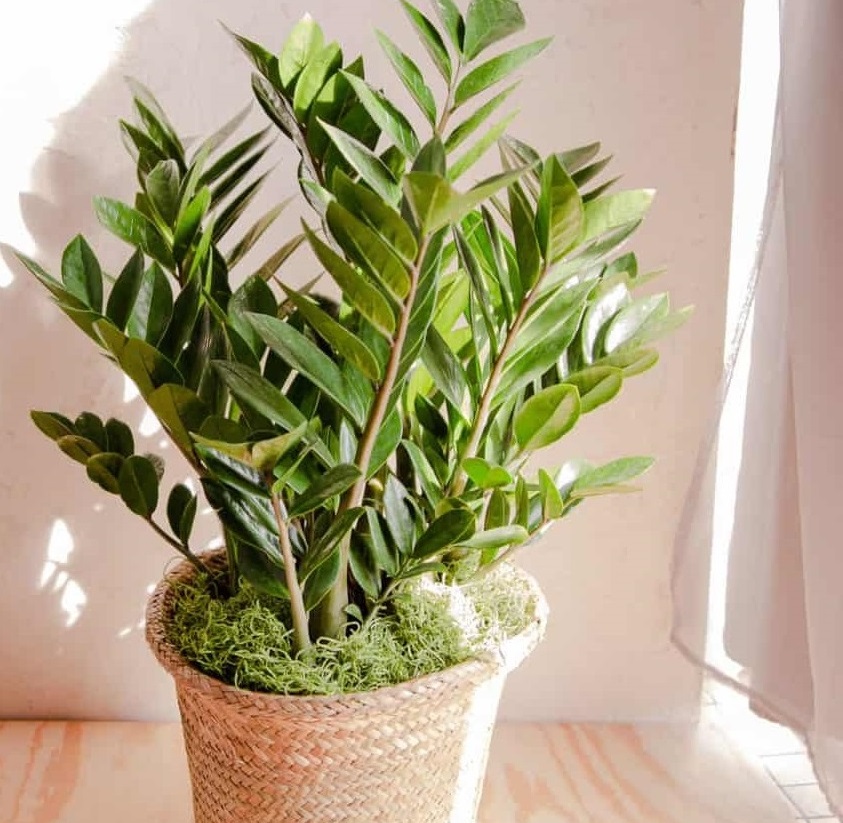 نور مناسب زاموفیلیا