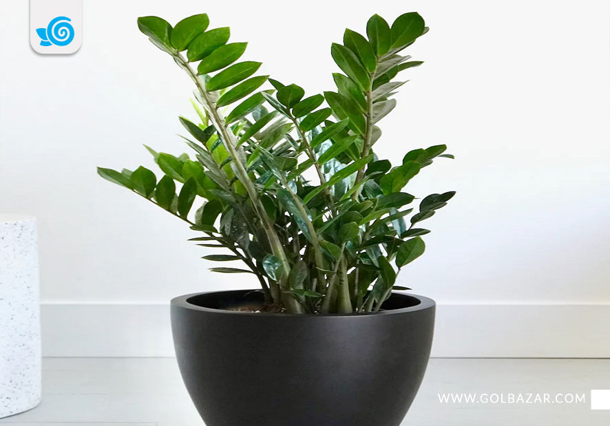 گل های مقاوم به کم آبی -زاموفیلیا