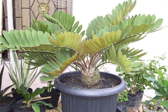 نگهداری سیکاس زامیا