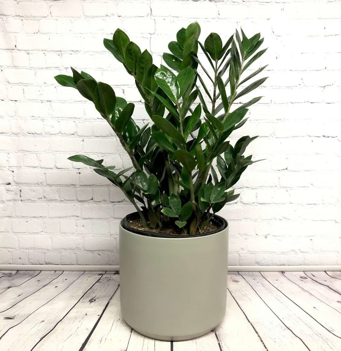 گل های تصفیه کننده هوای منزل