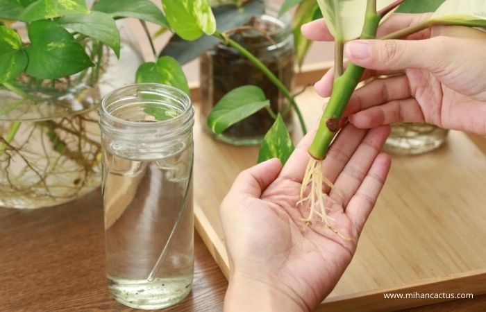 تکثیر دیفن باخیا در آب