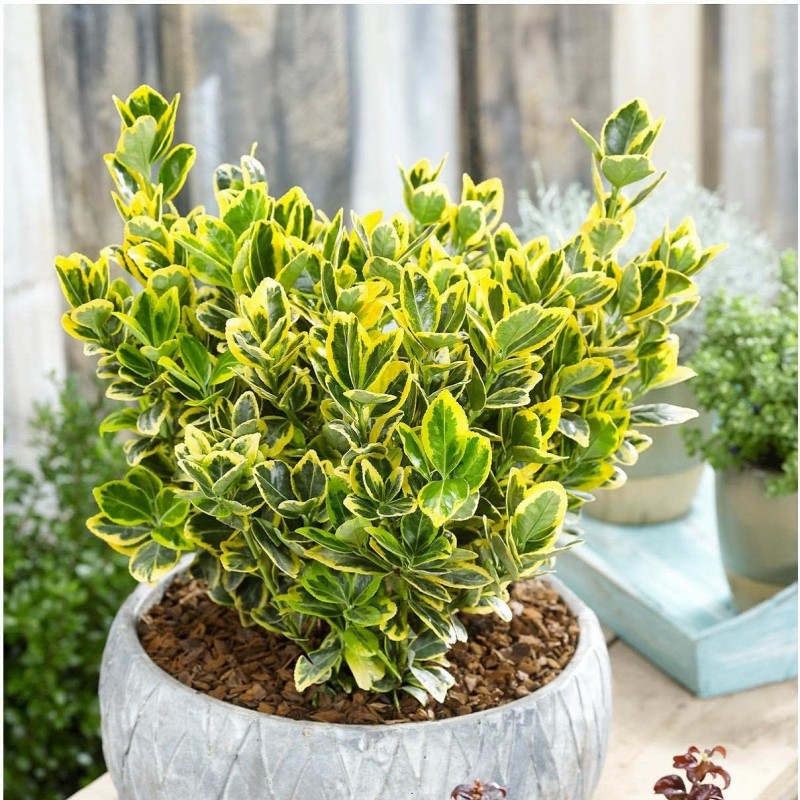 نگهداری شمشاد ابلق یا طلایی