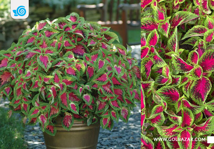 حسن یوسف هندوانه ای