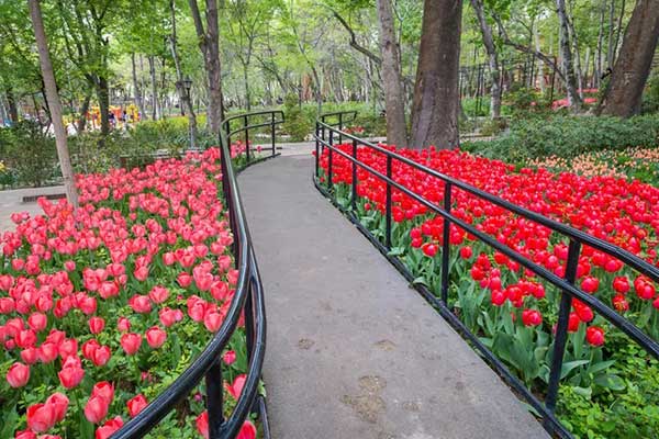 سفارش اینترنتی گل و گیاه 