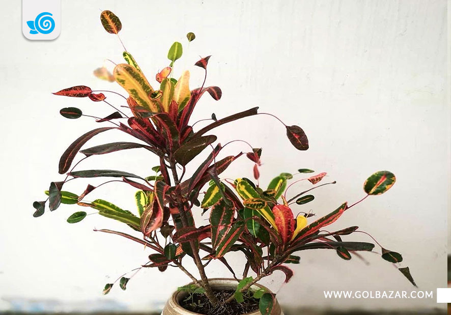 گل کروتون زنگوله ای