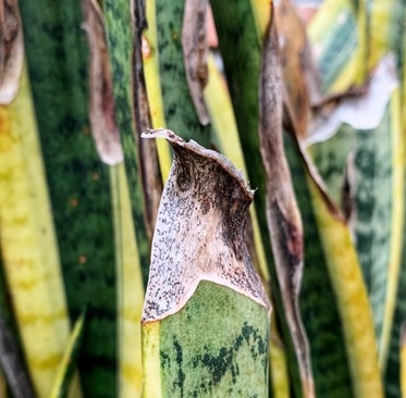 خشک شدن نوگ برگ سانسوریا