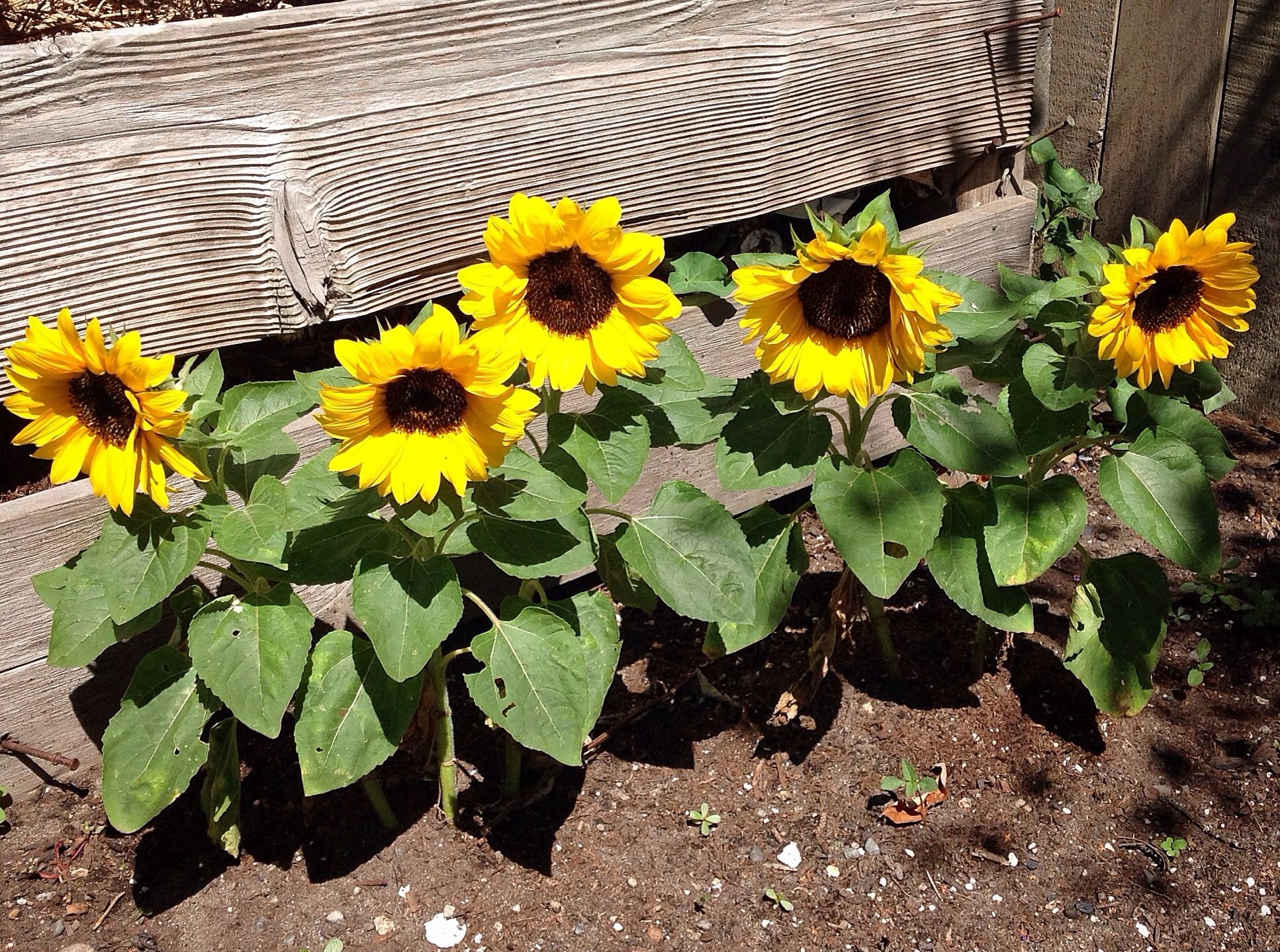 کاشت بذر گل آفتابگردان در باغچه