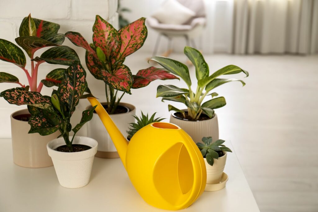 تکثیر آگلونما با بذر