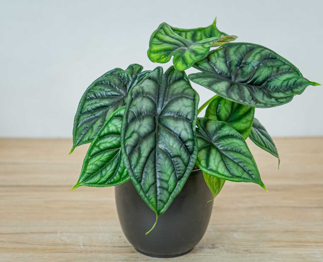 آفات بابا آدم