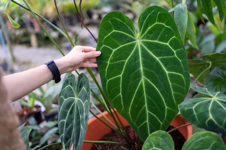 گل گران آپارتمانی