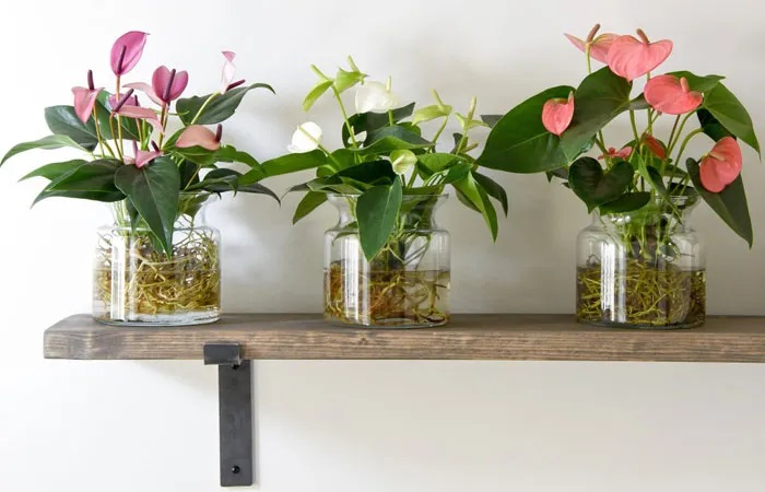 نگهداری گل آنتوریوم در آب