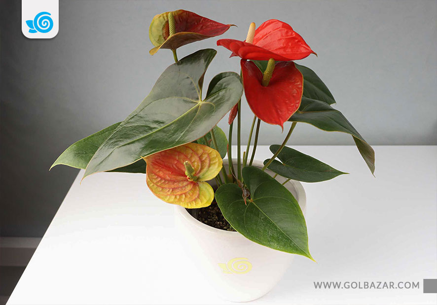 گیاه آپارتمانی زمستانی گلدار - آنتوریوم