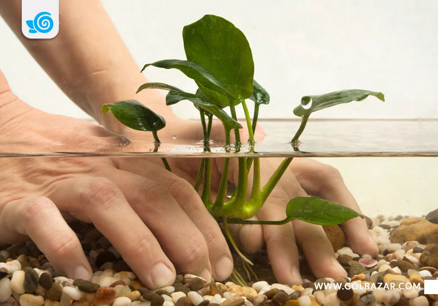 آنوبیاس - گیاه آبزی آکواریومی