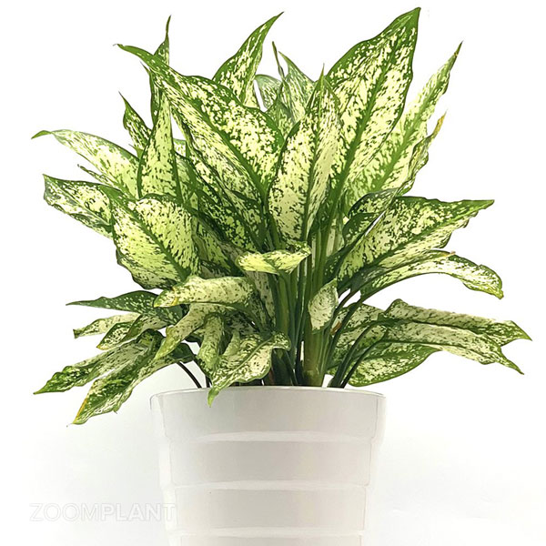 گیاهان مقاوم به کم نوری