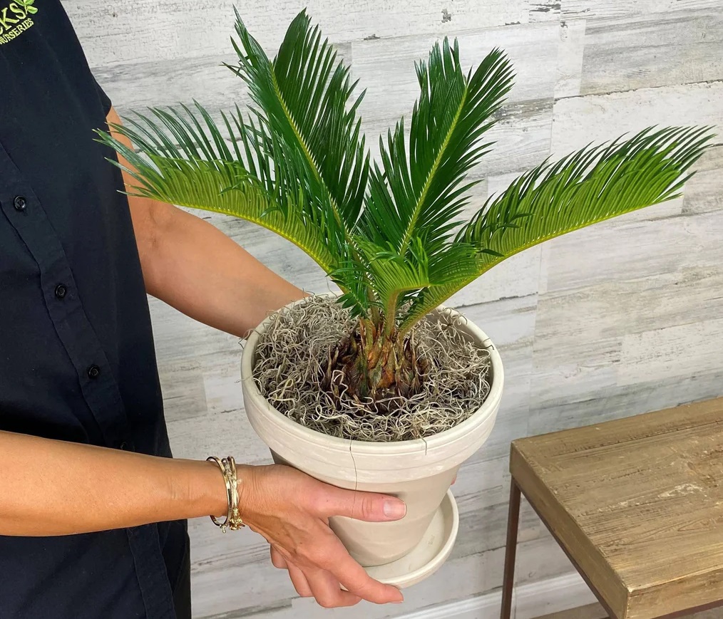 روش نگهداری نخل سیکاس