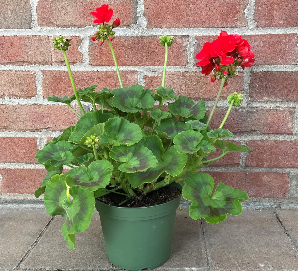 شمعدانی گیاه ثروت ساز