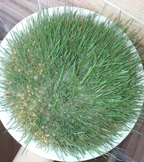 کپک زدن سبزه عید