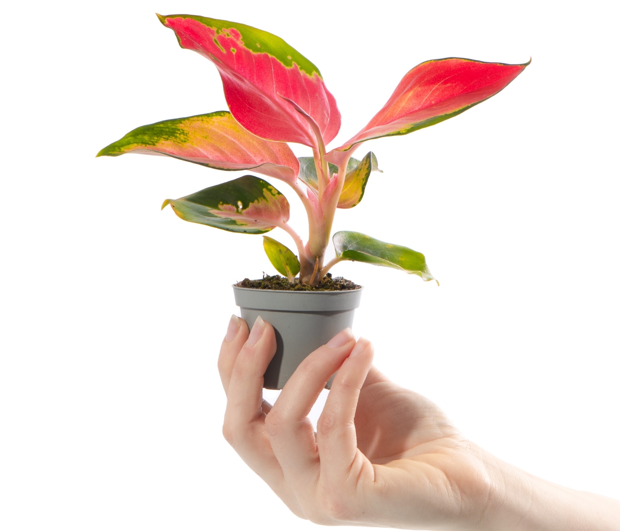 تکثیر گل آگلونما در خاک