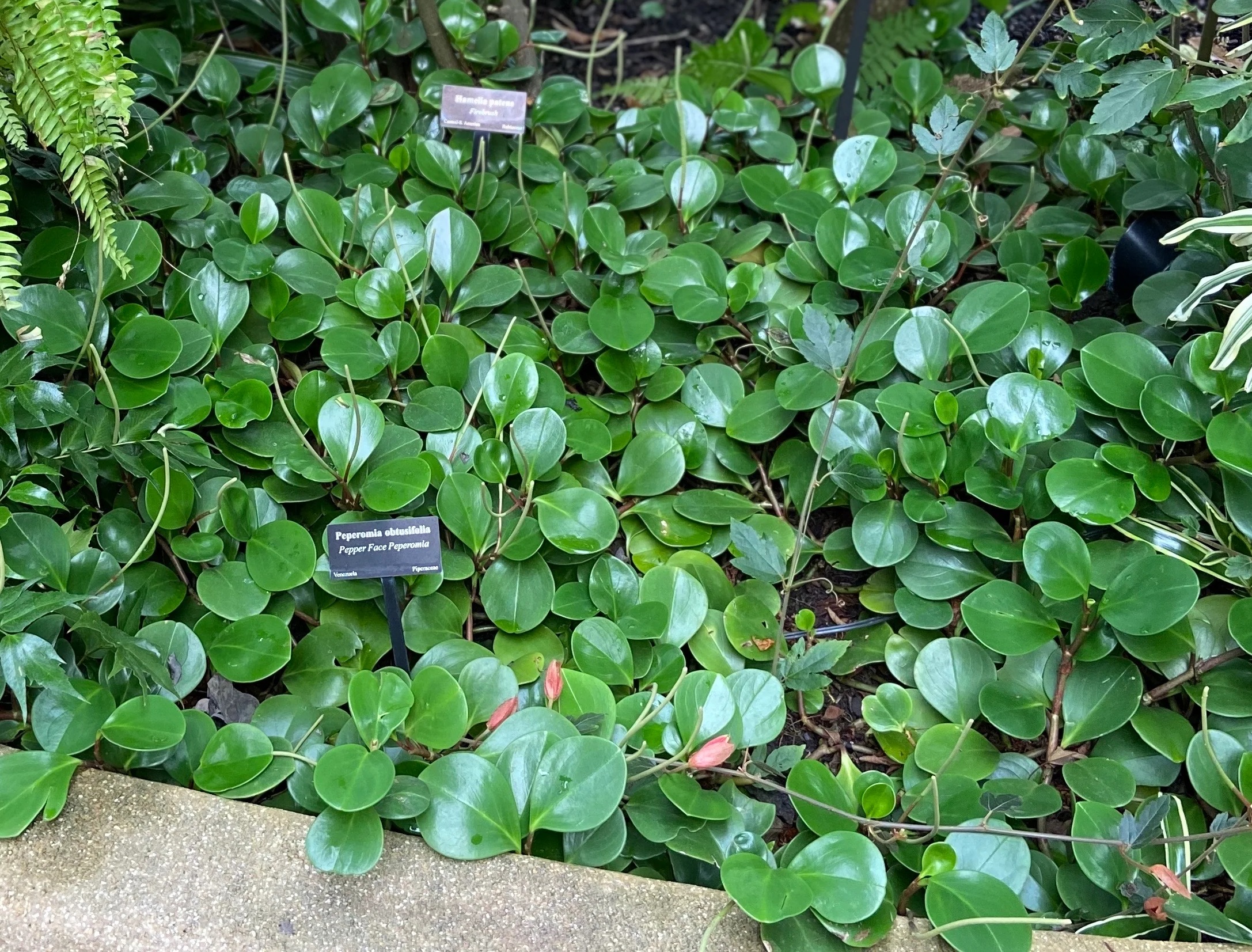 کاشت گل قاشقی در باغچه