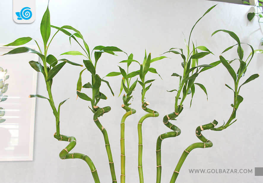 روش نگهداری گیاه بامبو