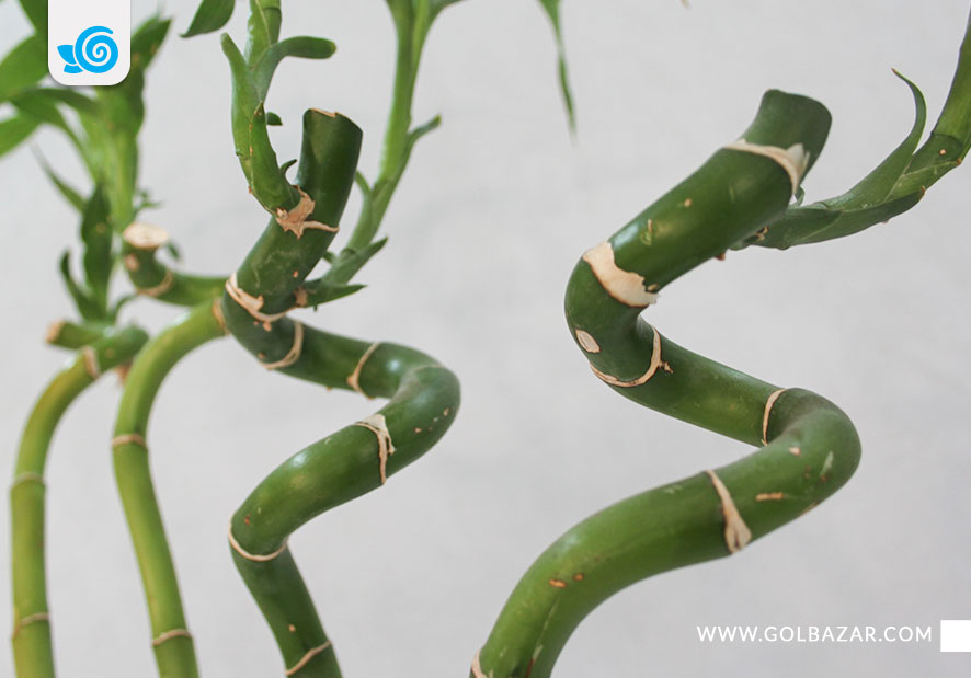 نحوه پیچ دادن بامبو