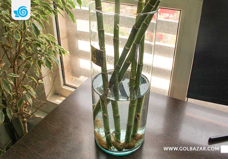 نگهداری گل بامبو در آب