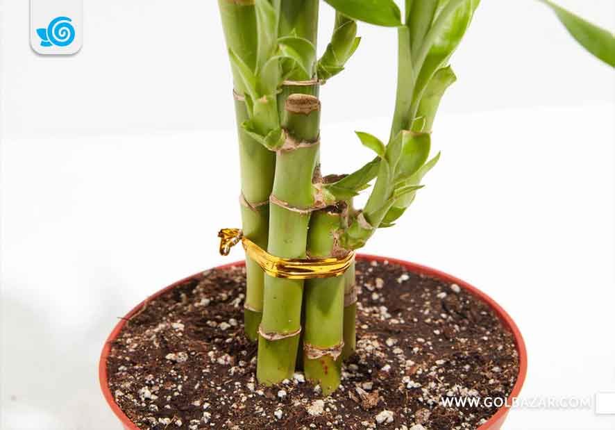 نگهداری گیاه بامبو در خاک