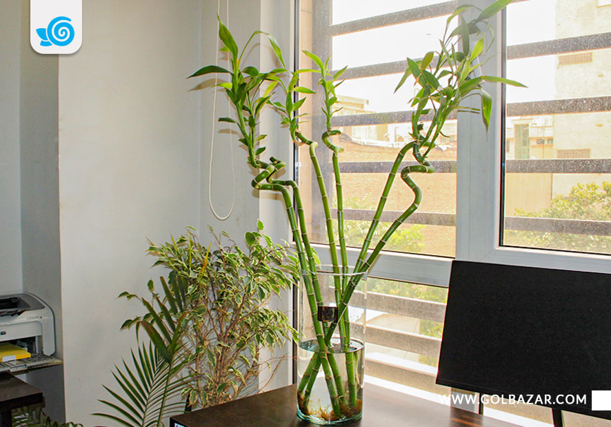 نحوه نگهداری گل بامبو در آب