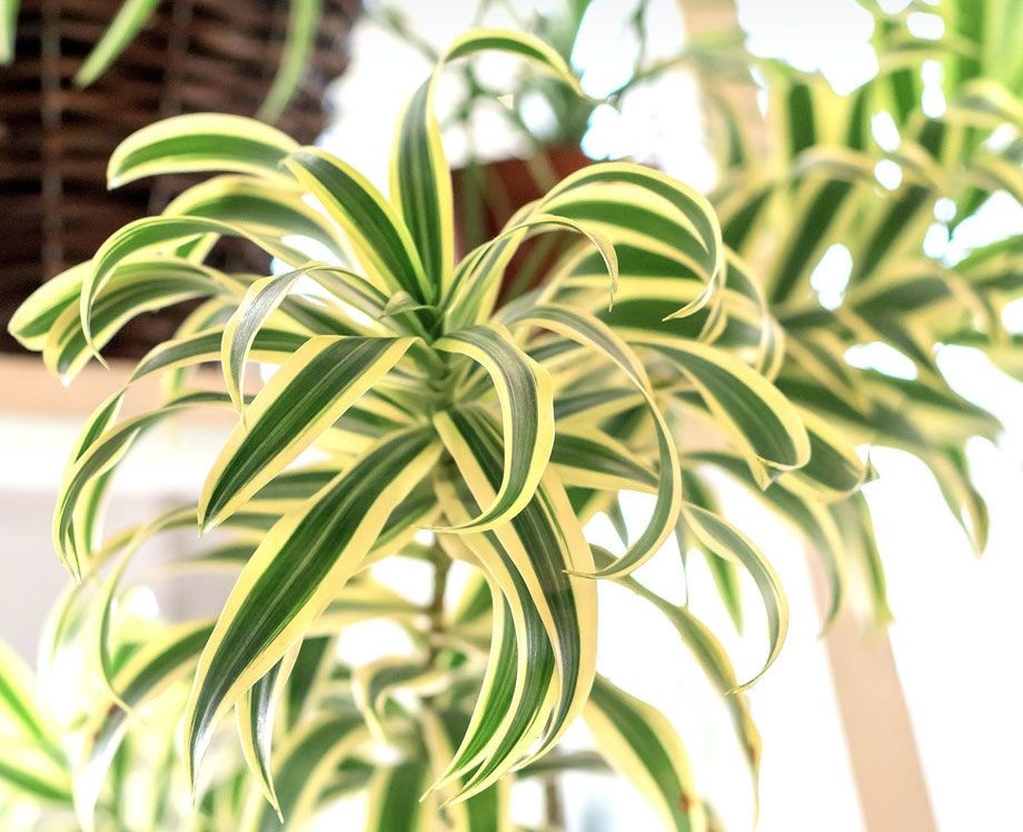 انواع گونه های گل گندمی