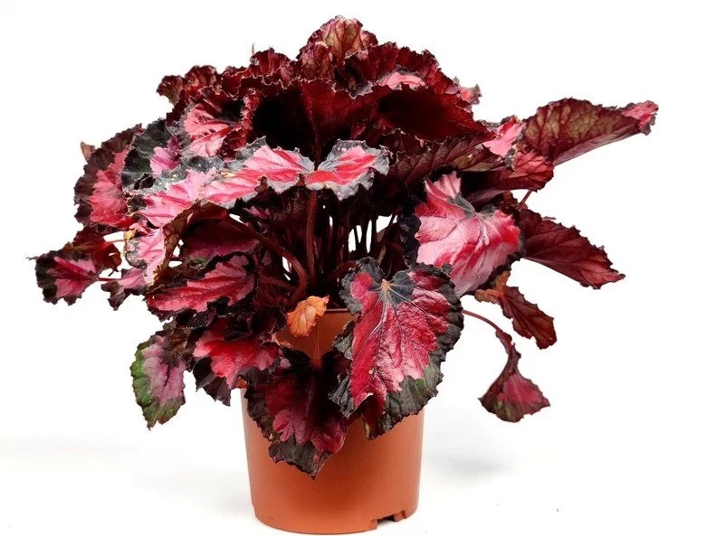 بگونیا گیاه پولساز